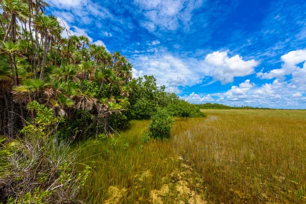 视图从 汇客大瞭望塔在沼泽地国家公园 佛罗里达 — 图库照片