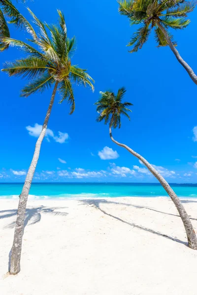 Vista Panorâmica Praia Paradisíaca Ilha Barbados Bottom Bay Barbados Caribe — Fotografia de Stock