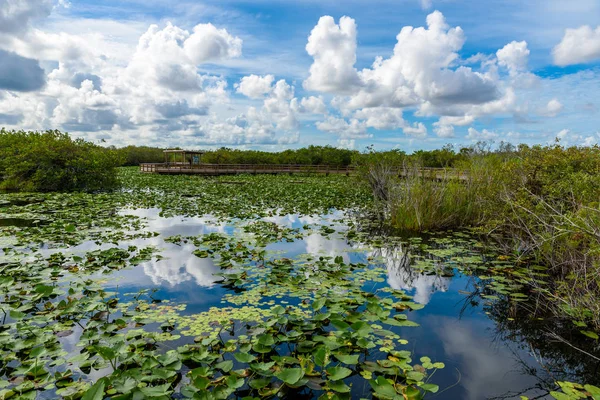 Everglades Ulusal Park, Florida, ABD, Yılanboyungiller izleri görünümünden.