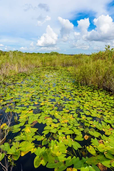 美国佛罗里达沼泽地国家公园的野生沼泽 — 图库照片