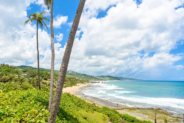 Linii Brzegowej Palmami Kamienie Plaży Batszeby Wschodnim Wybrzeżu Wyspy Barbados — Zdjęcie stockowe