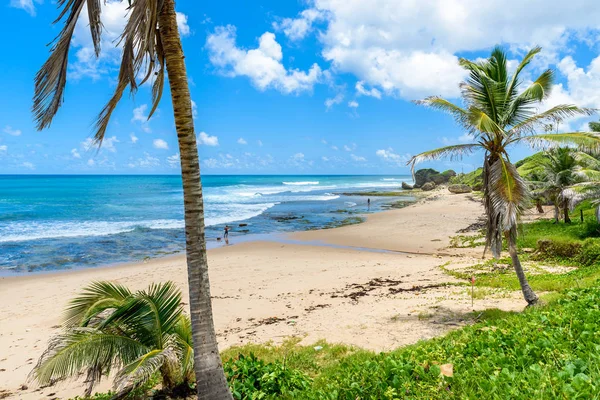 Pobřežní Linie Palmami Kameny Pláži Bathsheba Východní Pobřeží Ostrova Barbados — Stock fotografie