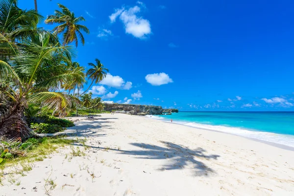 Tropical Coast Palms Hanging Turquoise Sea Caribbean Island Barbados — Stock Photo, Image