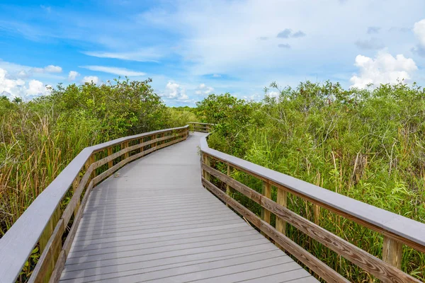 Anhinga Sendero Del Parque Nacional Everglades Florida —  Fotos de Stock