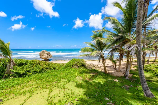 Zelená Louka Dlaněmi Betsabé Pláže Východní Pobřeží Ostrova Barbados Karibik — Stock fotografie