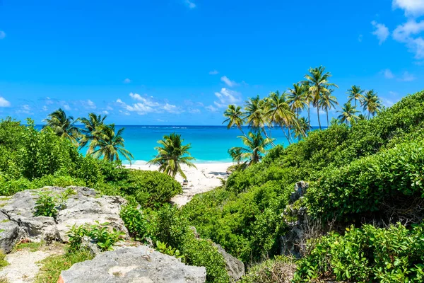 Bogata Flora Zielony Dole Bay Karaibskiej Wyspy Barbados — Zdjęcie stockowe