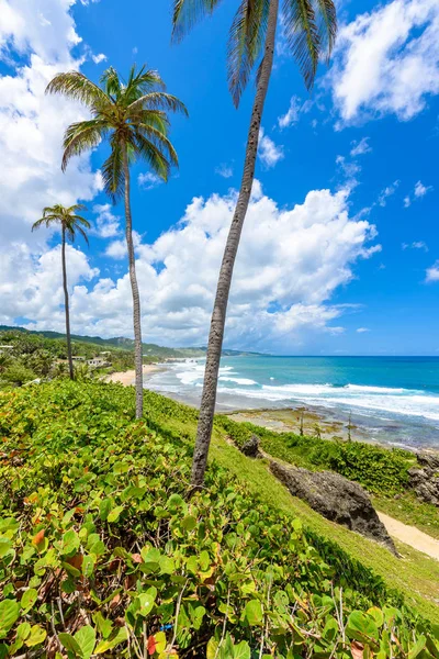 Pozorování Pohled Bathsheba Pláže Východní Pobřeží Ostrova Barbados Karibik — Stock fotografie