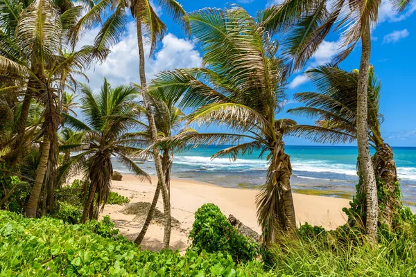 Pozorování Pohled Bathsheba Pláže Východní Pobřeží Ostrova Barbados Karibik — Stock fotografie