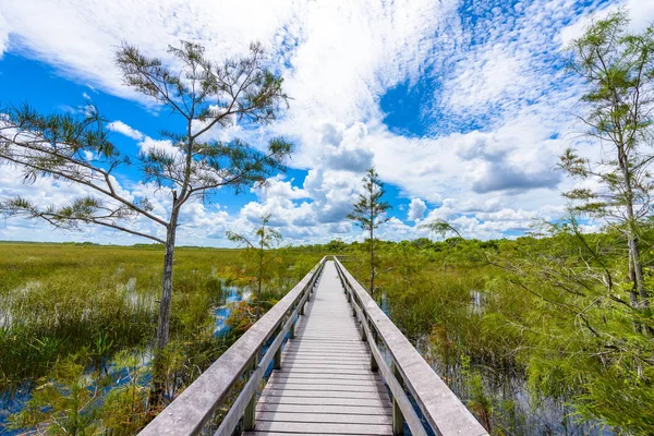 Hay Okee Spoor Van Het Everglades National Park Florida Verenigde — Stockfoto