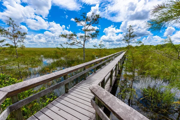 Hay Okee Sendero Del Parque Nacional Everglades Florida —  Fotos de Stock