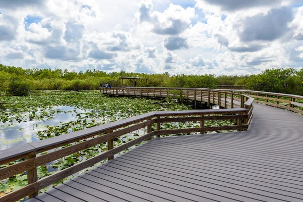 Yılanboyungiller iz Everglades Ulusal Park, Florida, ABD.
