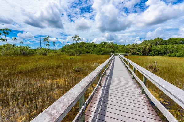 Sentier Hamac Acajou Parc National Des Everglades Floride Etats Unis — Photo