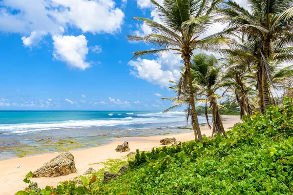 Pobřežní Linie Palmami Kameny Pláži Bathsheba Východní Pobřeží Ostrova Barbados — Stock fotografie