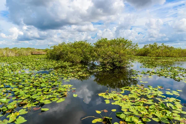 Vista Detallada Del Pantano Parque Nacional Everglades Florida —  Fotos de Stock