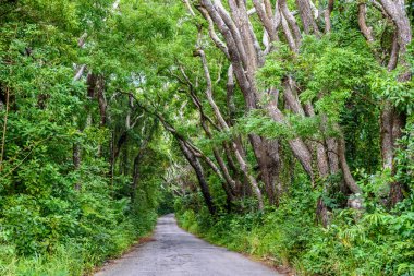Ağaçlıklı yürüyüş Cherry Tree Hill rezerv, Caribbean, Barbados Adası
