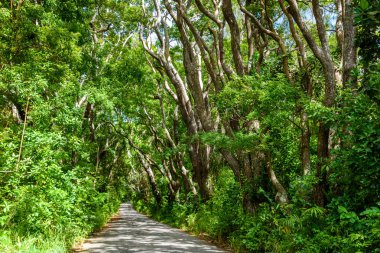 Ağaçlıklı yürüyüş Cherry Tree Hill rezerv, Caribbean, Barbados Adası