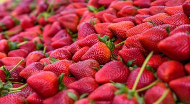 Arka plan taze hasat kırmızı çilek