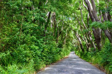 Ağaçlıklı yürüyüş Cherry Tree Hill rezerv, Caribbean, Barbados Adası