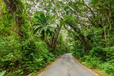 Ağaçlıklı yürüyüş Cherry Tree Hill rezerv, Caribbean, Barbados Adası