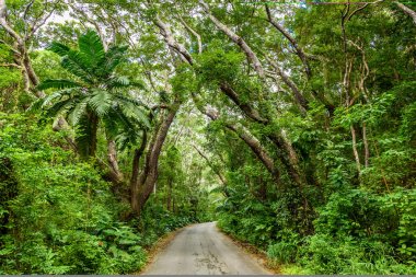 Ağaçlıklı yürüyüş Cherry Tree Hill rezerv, Caribbean, Barbados Adası