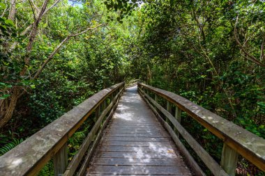 Bamya Limbo iz Everglades Ulusal Park, Florida, ABD.