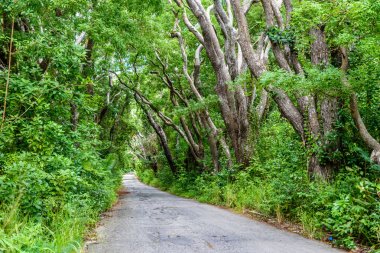 Ağaçlıklı yürüyüş Cherry Tree Hill rezerv, Caribbean, Barbados Adası