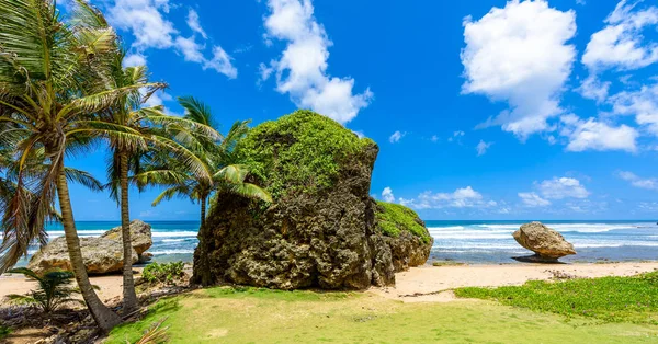 Skalní Útvar Bathsheba Pláže Východní Pobřeží Ostrova Barbados Karibik — Stock fotografie