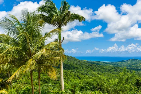 Tropical Highland Scenery Caribbean Island Barbados — Stock Photo, Image