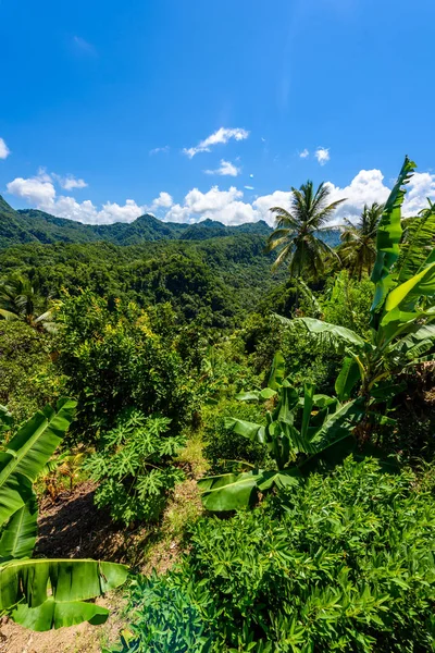 Selva Tropical Isla Caribeña Santa Lucía — Foto de Stock