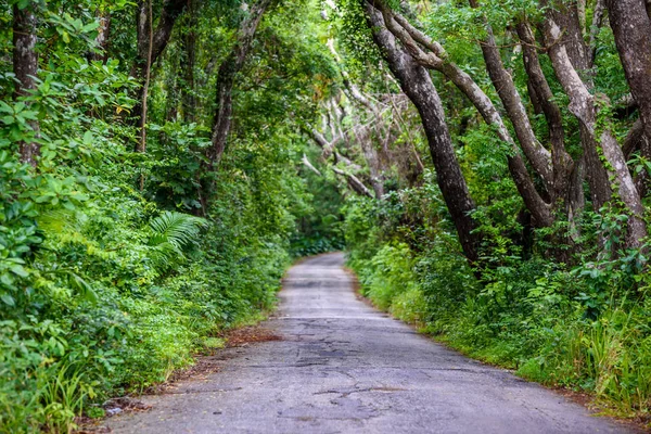 Tree-lined walk at Cherry Tree Hill Reserve, Caribbean island Barbados