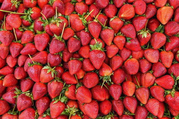 Background Freshly Harvested Red Strawberries — Stock Photo, Image