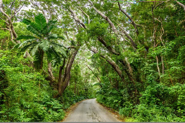 Tree-lined walk at Cherry Tree Hill Reserve, Caribbean island Barbados