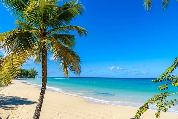 Mullins Barbados Karayip Adası Tropik Sahilde — Stok fotoğraf