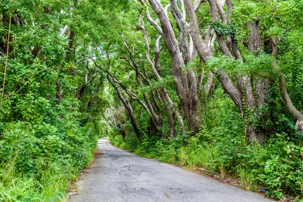 Strom Lemované Chůze Cherry Tree Hill Rezerva Karibiku Ostrov Barbados — Stock fotografie