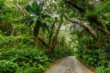 Ağaçlıklı yürüyüş Cherry Tree Hill rezerv, Caribbean, Barbados Adası