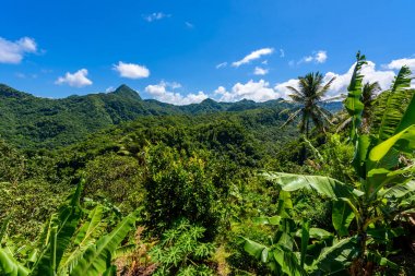 Tropikal yağmur ormanları Karayip Adası, St. Lucia üzerinde.
