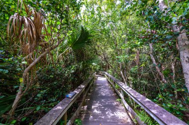 Bamya Limbo iz Everglades Ulusal Park, Florida, ABD.