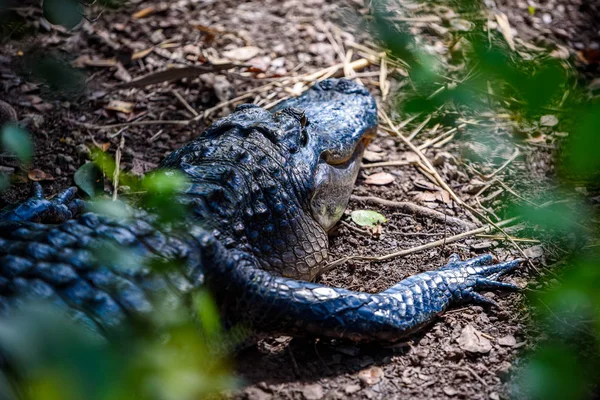 Gros Plan Alligator Dans Everglades National Park Floride États Unis — Photo