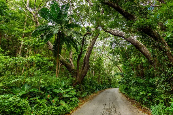 Tree-lined walk at Cherry Tree Hill Reserve, Caribbean island Barbados