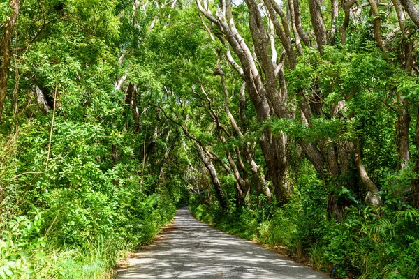 Tree-lined walk at Cherry Tree Hill Reserve, Caribbean island Barbados