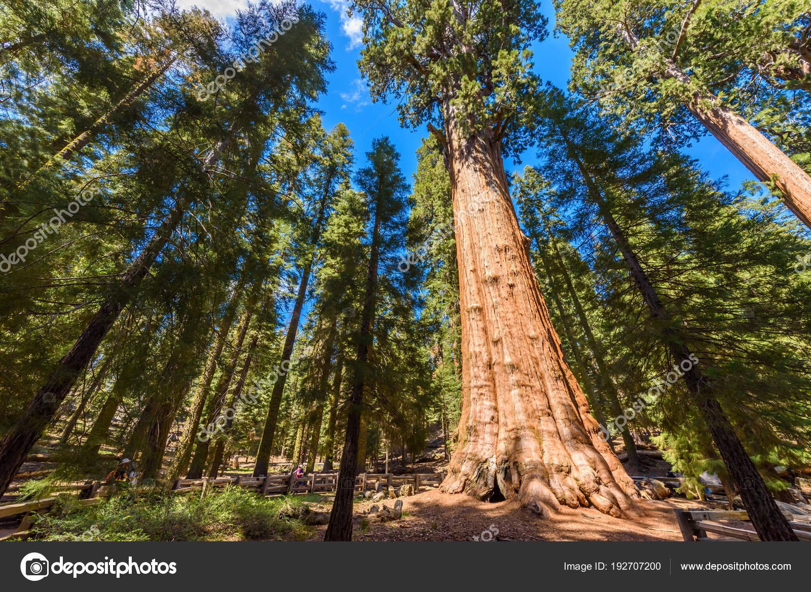 General Sherman Tree Der Größte Baum Der Welt Riesige Mammutbäume
