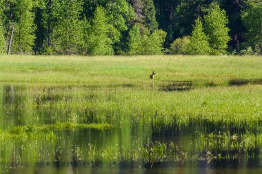 Merced River Yosemite Milli Parkı - California, ABD