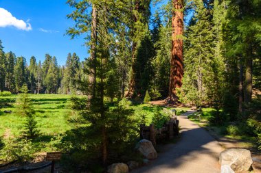 Sahne üzerinde büyük ağaçlar patikanın Sequoia National Park, Kaliforniya, ABD.
