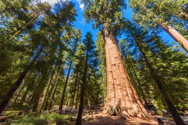 General Sherman Tree - en büyük ağaç yeryüzünde, dev Sekoya ağaçları Sequoia National Park, Kaliforniya, ABD