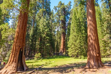 General Sherman Tree - en büyük ağaç yeryüzünde, dev Sekoya ağaçları Sequoia National Park, Kaliforniya, ABD