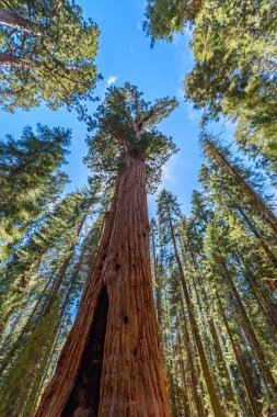 General Sherman Tree - en büyük ağaç yeryüzünde, dev Sekoya ağaçları Sequoia National Park, Kaliforniya, ABD
