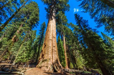General Sherman Tree - en büyük ağaç yeryüzünde, dev Sekoya ağaçları Sequoia National Park, Kaliforniya, ABD