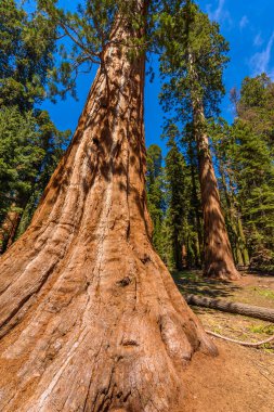 Dev sekoya ormanı - Sequoia National Park, California, ABD dünyadaki en büyük ağaçlar