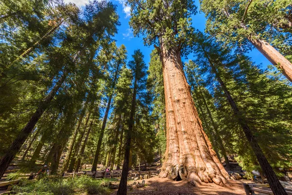 Strom Generála Shermana Největší Strom Světě Giant Sequoia Stromy Parku — Stock fotografie