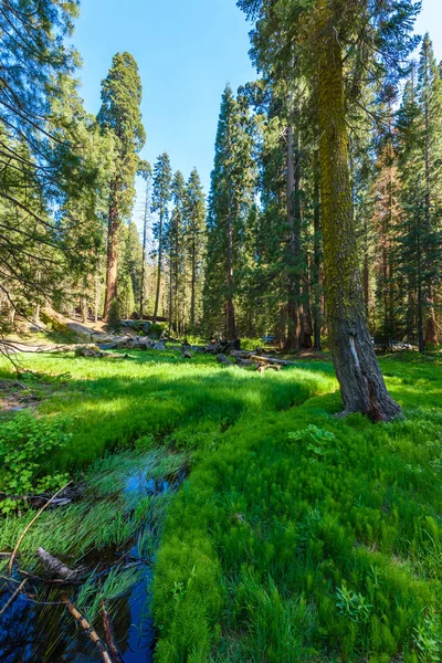 Krajina Velké Stromy Stezka Národním Parku Sequoia Kalifornie Usa — Stock fotografie